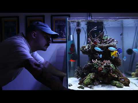 Custom peninsula coral reef aquarium, an introduction