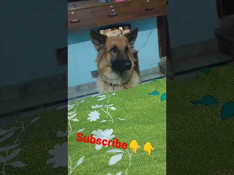 #viral #trending #germanshepherd #cute #gsd #gsdpuppy #lucy #dog #germany #puppy #shorts #short