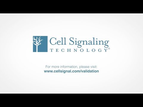 Cell Signaling Technology