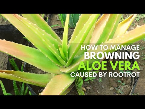 What To Do With Aloe vera That Is Turning Brown Because of Root Rot