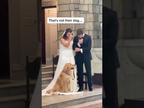 An Unlikely Wedding Crasher: Priest’s Dog Joins the Ceremony