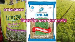 Cumin seeds Bangladesh.বাংলাদেশে জিরা চাষ। জিরা বীজ। jeeru seeds. Spice farming/ Cumin Farming BD