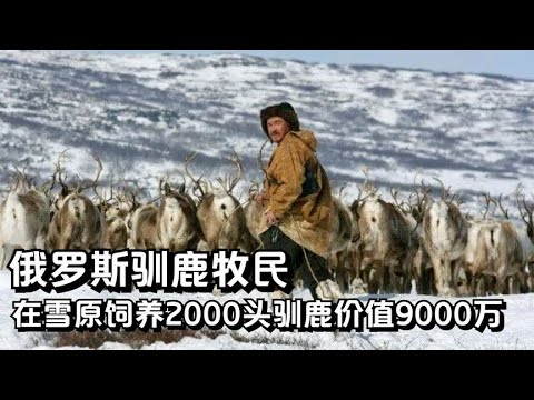 俄罗斯牧民，在勘察加半岛驯养2000头驯鹿，价值约9000万，纪录片