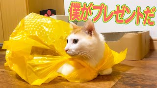 クリスマスプレゼントに猫はいかがでしょうか