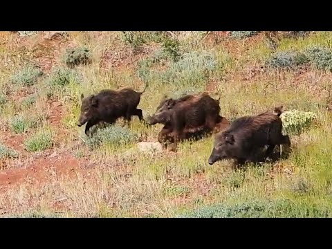 TOP WILD BOAR HUNTING VIDEOS IN SUMMER - YAZIN EN İYİ DOMUZ AVLARI