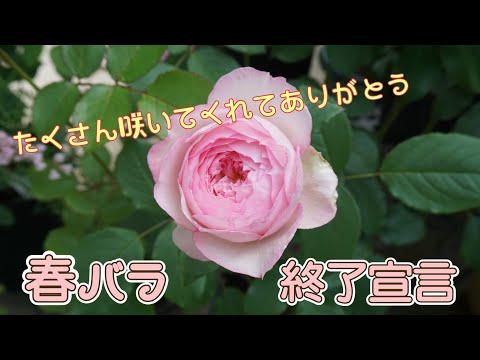 【春バラ終了】二番花も咲きますように🌹【車２台分のバラ庭】