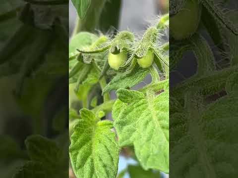 ミニトマト【家庭菜園だより】tomato