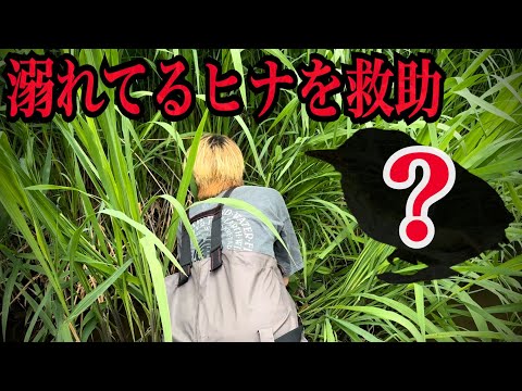 【緊急事態】ガサガサの撮影中に巣から落ちて溺れている鳥のヒナを発見しました