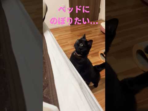 ベッドに上がろうか２足立ちで迷っている黒猫