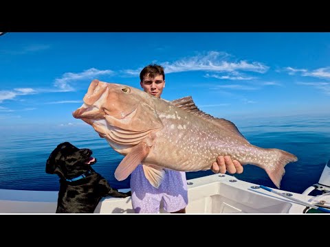 2025 GROUPER SEASON OPENER GIANTS!!  FULL LIMITS!!!