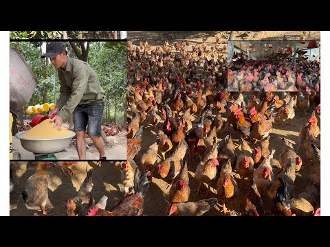 Design a coop for chickens to live in, mix free-range chicken feed/poultry farm