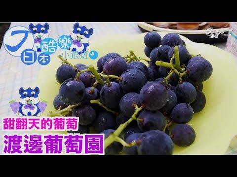 【日本酷樂小跟班】有夠大顆飽滿的巨峰葡萄！！那須渡邊葡萄園