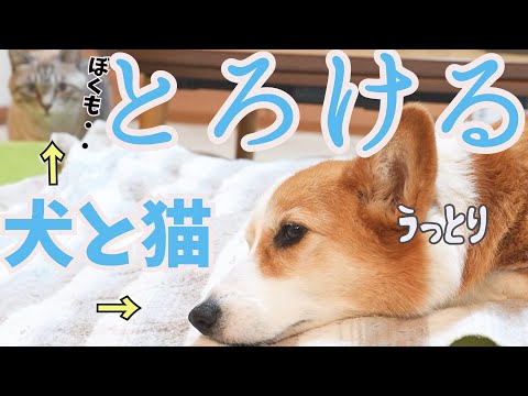 あったか電気毛布を出したら犬と猫がこうなりました！