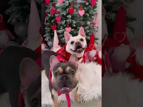 French Bulldogs Max and Bo | Frenchie Trekker TV #Shorts #Dog