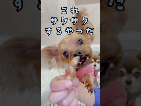 これサクサクするやつだ‼️うめぇ🐶💕🐶🐟