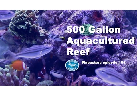 500 Gallon Aquacultured Reef Fincasters Episode 164