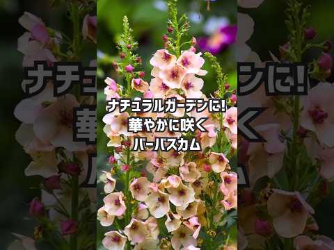 【ナチュラルガーデン】花穂を長く立ち上げて開花するバーバスカム #ガーデニング #イングリッシュガーデン #ナチュラルガーデン #宿根草 #夏の花 #gardenstory #shorts