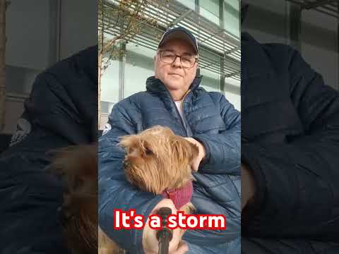 Sitting in a storm Yorkie Lucy Yorkshire terrier #yorkshireterrierpuppies #yorkie #yorkshire