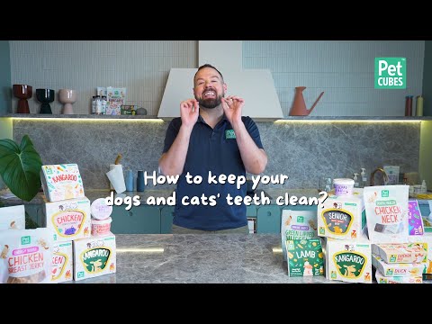 How to keep your dog's teeth clean?