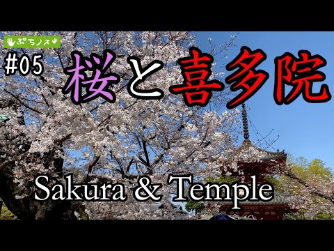 【ぷちノス】#05 川越 喜多院　桜と茶そば　　【PUCHI-NOS】Kitain（Kawagoe-City）　Sakura and Cha-Soba