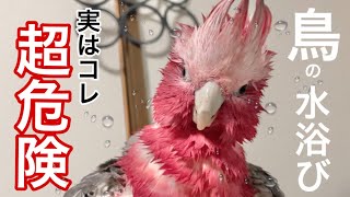 【インコ水浴び】実は超危険！知らないと後悔する注意点3選