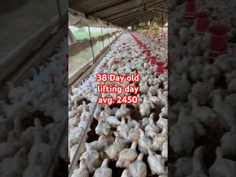 Lifting Day avg. 2350g #trendingvideo #poultryfood #chickenfarming #chickenfarmingbusiness #poultry