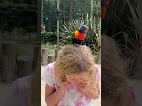 Loriinae bird  ☘️#lori #bird #ytshorts #yt #ytviral #zoo