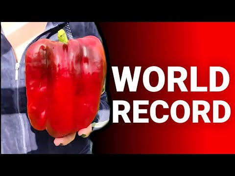 Amateur Gardener Breaks World Record?