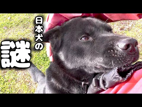 [Japanese Dogs] Why don't things go the way you want them to?