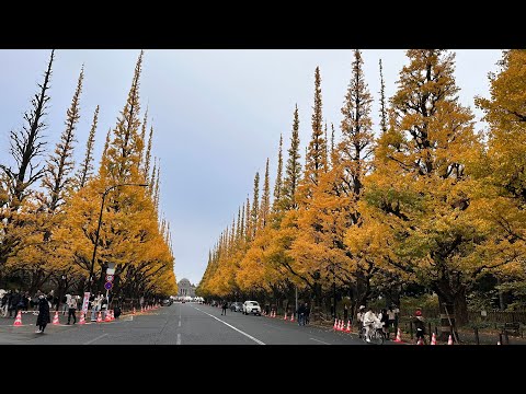 明治神宮外苑和八王子市的銀杏樹 / Mainden tree(Ginkgo Biloba)@Meijijingu Gaien & Hachioji City