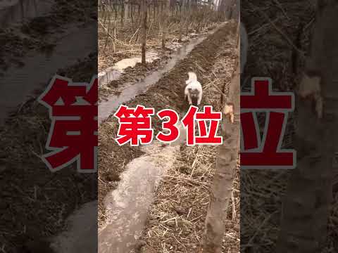 イッヌの動画見てクスッとなったら負けwww　#2ch動物スレ #動物 #犬 #shorts #2ch