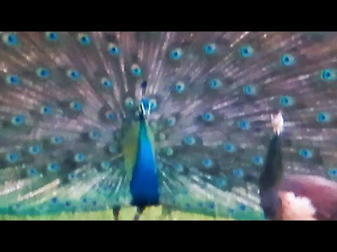 मोर नृत्य Peacock Dance Complete & Screams 🦚 Peacock Dance Display - Peacocks Opening Feathers