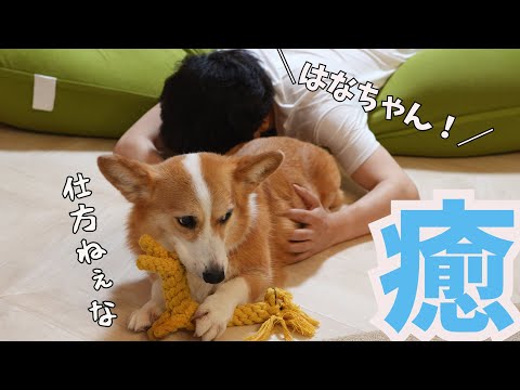 前歯が折れた父を癒してくれる愛犬がかわいい