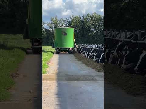 Farm Cows #shorts #fyp #cow #feeding #milking #hoofing