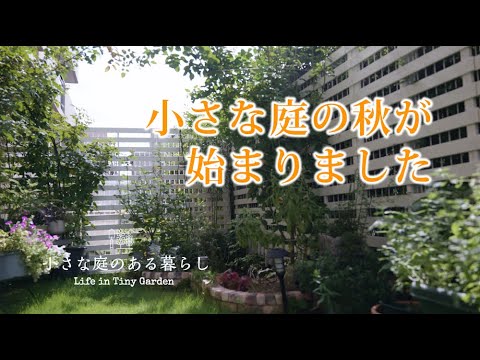 ガーデニング｜小さな庭の秋が始まりました｜ 〜小さな庭のある暮らし#86 〜Gardening ｜ Life in a tiny garden