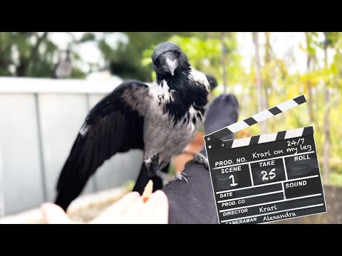 Hand Feeding A Crow: Behind The Scenes (Story 60)