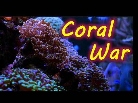 Coral Warfare How To Manage It