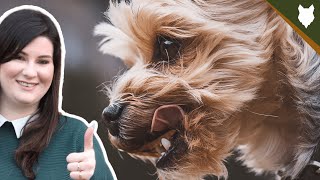 YORKSHIRE TERRIER HISTORY DEEPDIVE