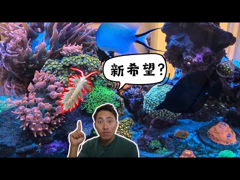 海缸垃圾葵终极克星？我们这次会成功吗？