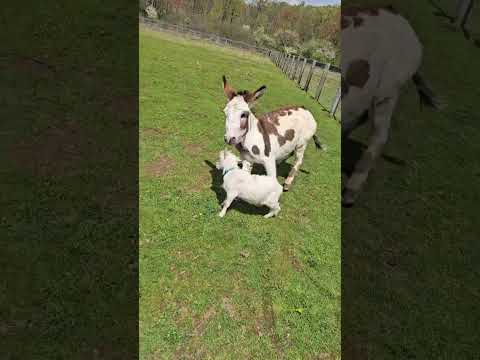 Down on the farm we really know how to make 'em laugh! 🤣💕🐴