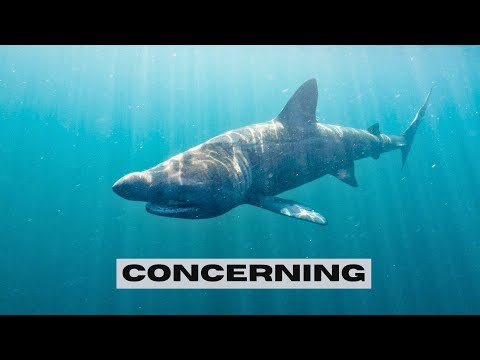 WHERE ARE THESE HUGE  SHARKS - WORRYING DECLINE?  🦈