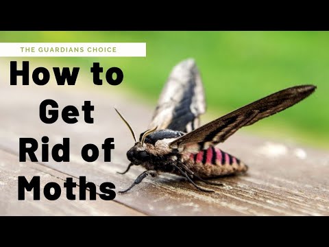 How to Get Rid of Moths | The Guardians Choice