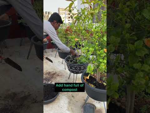 Vermicompost and neem oil 🤗