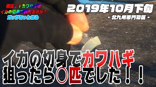 【海釣り】検証!!カワハギはイカの切身で釣れるのか? 北九州市門司区