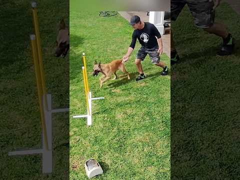 Malinois Puppy having fun Learning Agility Weavepoles #shorts #malinois #malinoispuppy #doglover