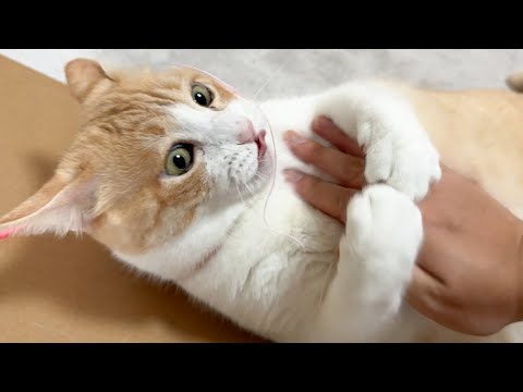 飼い主にめちゃくちゃにされてしまった猫の顔がこちらです