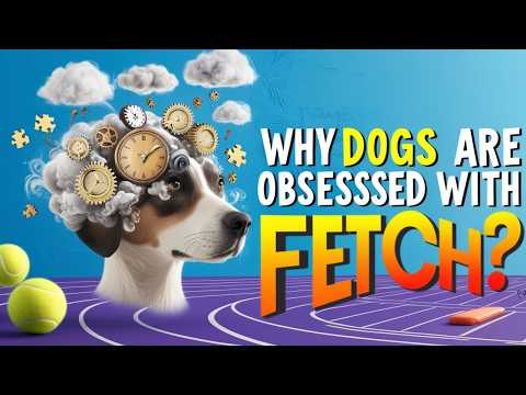 Why Dogs Are Obsessed With Fetch,  Must Watch! ❤️🐶 🌞