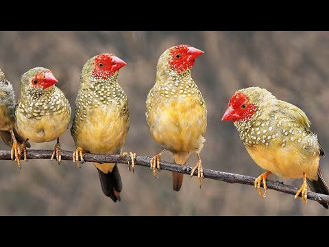 2 new pairs of Star finches ! ( Bathilda ruficauda )