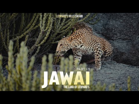 Jawai Leopard Safari | Bera | Jawai Safari | Part 1