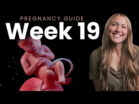 19 Weeks Pregnant | Week By Week Pregnancy